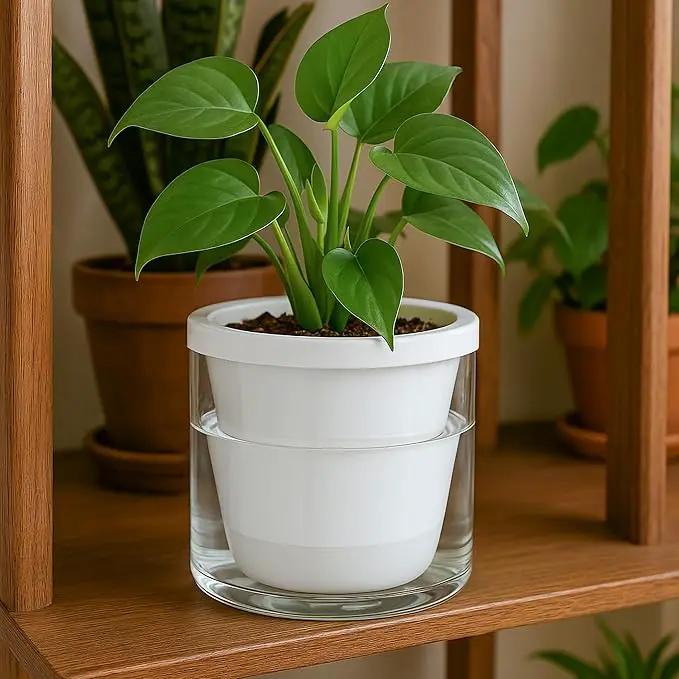 D'vine Dev 6 Inch Design Self Watering Planter for Indoor Plants, White Terracotta Pots with Cylinder Glass Cup, Set of 2, 37-Y-B-2 by GreenHaven Gardens