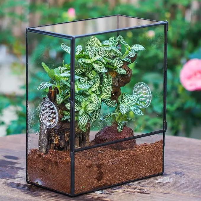 NCYP Glass Terrarium with Front Opening Door and 3 Vents for Insects, Snail, Spider, Glass Enclosure - 8"x4.5"x10" Clear Closed Plant Greenhouse Box (Terrarium Only) by GreenHaven Gardens