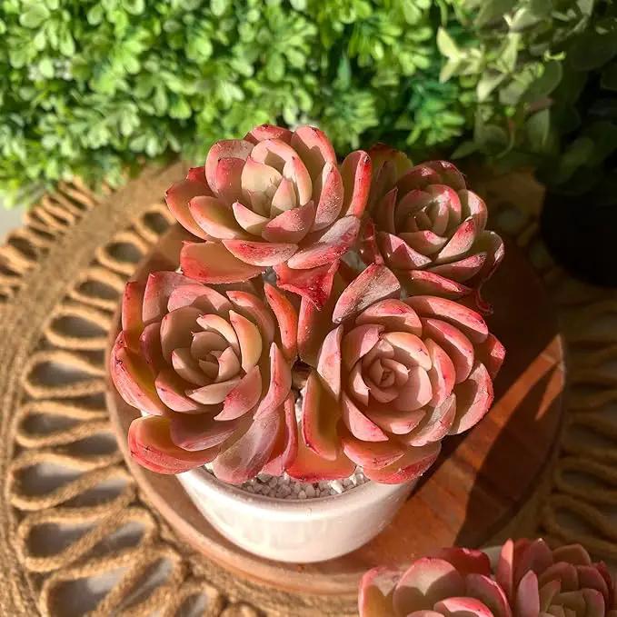 FWPP Live Succulents Plants Echeveria Silk Veil 3 inches,Rare Pink Succulents Bare Root Without Pot Soil, Live Plants Indoor Office Decoration Wedding and Gift by GreenHaven Gardens