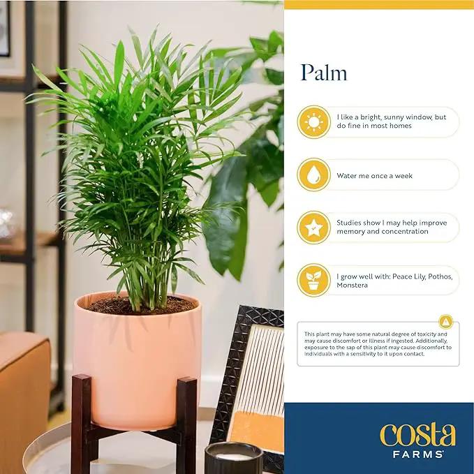 Costa Farms Cat Palm, Live Indoor Houseplant in Garden Plant Pot, Floor House Plant Potted in Potting Soil, Housewarming Gift for New Home, Living Room, Office, Patio Palm Tree Decor, 3-4 Feet Tall by GreenHaven Gardens