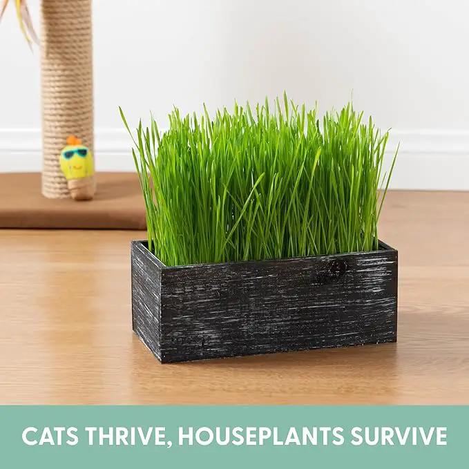 The Cat Ladies Cat Grass Kit with Black Rustic Wooden Planter, Organic Cat Grass Seeds and Soil. Easy to Grow Cat Grass for Indoor Cats. Prevent Hairballs and Aid Digestion by GreenHaven Gardens
