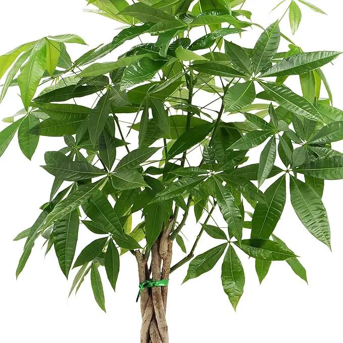 Money Tree Live Indoor Plant in 10 in. Plastic Grower Pot, Black *Sold by Amazon and Arcadia Garden Products* by GreenHaven Gardens