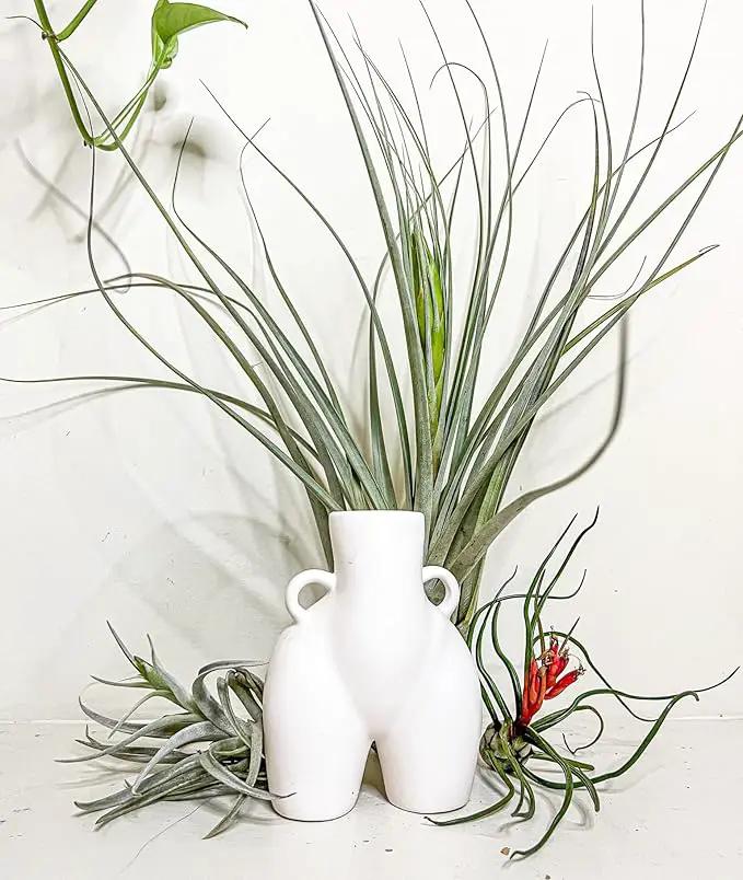 Air Plants - Odin Gift Box - 5ct - Live Arrival Guaranteed - House Plants for Home Decor & Gift by GreenHaven Gardens