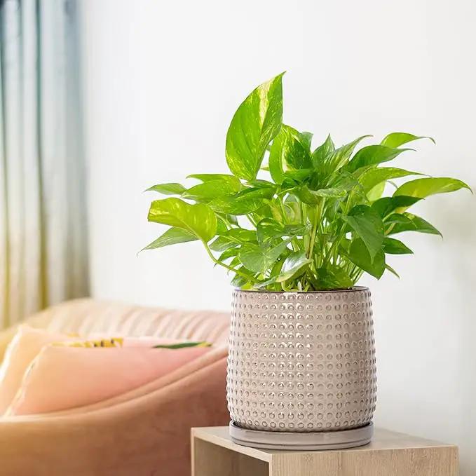 D'vine Dev Set of 2 Ceramic Plants Pots, 6 Inch Beaded Stoneware Flower Pot for Plants with Drainage Hole and Saucer, Light Brown, 27-E-X-4 by GreenHaven Gardens
