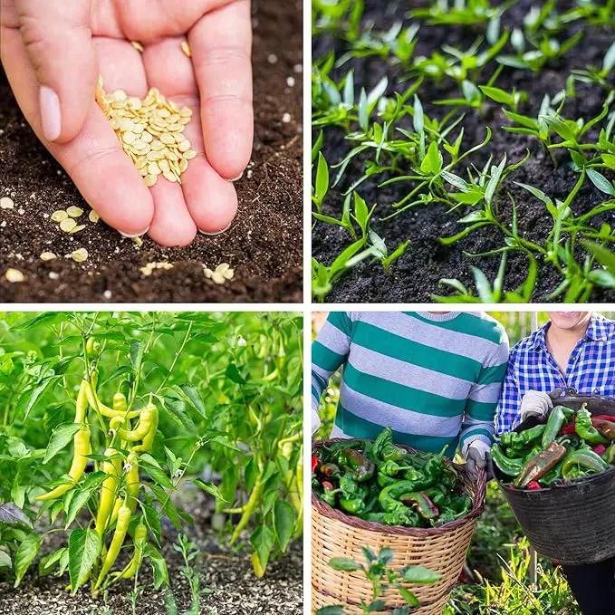 600+ Pepper Seeds, Heirloom Vegetable Seed for Planting Indoor Outdoor, 10 Varieties Hot and Bell Pepper (Capsicum Annuum) Seeds Garden Kit, Non-GMO Home Fresh Food Hydroponic Veggie Supply by GreenHaven Gardens