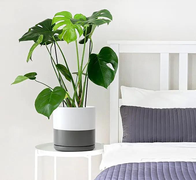 D'vine Dev 8 Inch Ceramic Planter Pot with Drainage Hole and Saucer, Indoor Cylinder Round Planter Pot, White/Speckled Grey, 94-O-D-6 by GreenHaven Gardens
