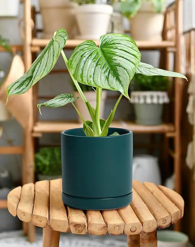 D'vine Dev 6 Inch Ceramic Planter Pot with Drainage Hole and Saucer, Indoor Cylinder Round Planter Pot, Teal, 94-O-C-9 by GreenHaven Gardens