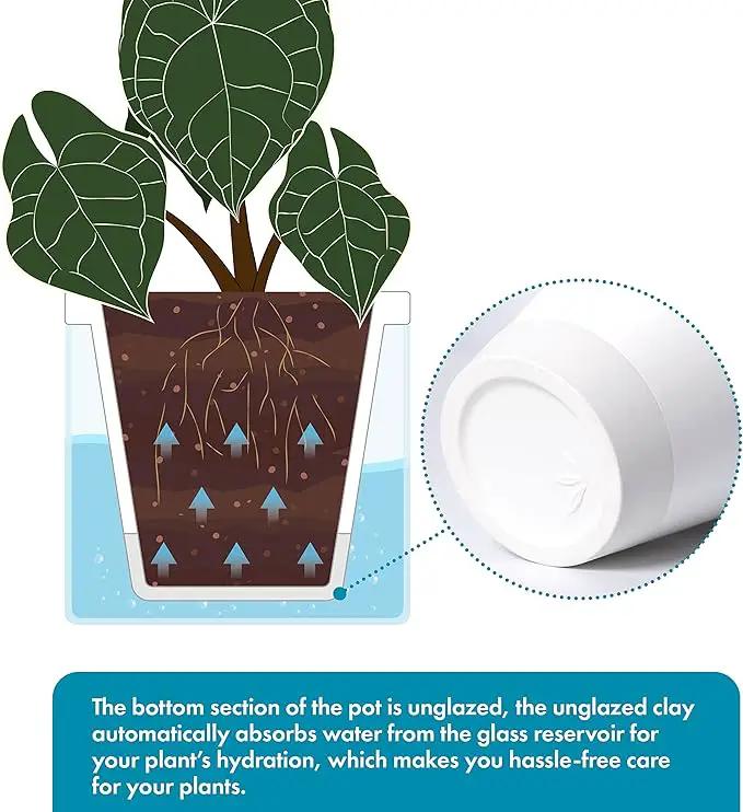 D'vine Dev 6 Inch Design Self Watering Planter for Indoor Plants, White Terracotta Pots with Cylinder Glass Cup, 37-X-B-2 by GreenHaven Gardens
