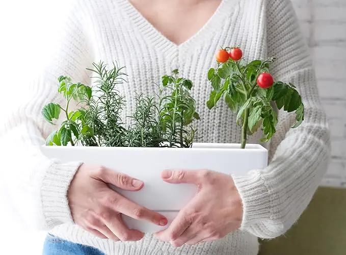 D'vine Dev 12 Inch Window Box Planter, Rectangle Plastic Herb Planter with Drainage Holes and Saucer, Indoor Succulent Cactus Vegetable Pot for Windowsill, Garden Balcony, White, Set of 2, 76-X-A-2 by GreenHaven Gardens