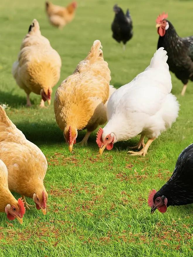 Mealworms Chicken Treats 3 Lbs with Handle Packing, High-Protein Promote Egg Production, Natural Chicken Feed for Laying Hens Wild Birds Ducks by GreenHaven Gardens