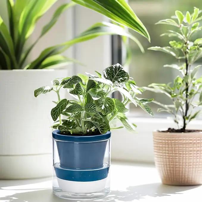 D'vine Dev 4 Inch Design Self Watering Planter for Indoor Plants, Blue Terracotta Pot with Cylinder Glass Cup, Set of 4, 37-Z-A-4-F by GreenHaven Gardens