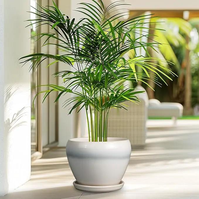 Ceramic Planter - 8 Inch Plant Pot with Drainage Hole and Saucer, Glaze Round Flower Pot for Home Garden Patio Office, White by GreenHaven Gardens