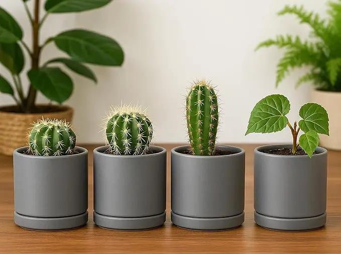 D'vine Dev Set of 4 Small Ceramic Plant Pots, 3.5 Inch Succulent Planter Pot for Plants with Drainage Hole and Saucer, Grey, 94-X-A-3 by GreenHaven Gardens