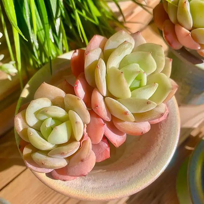 FWPP Live Succulents Plants Echeveria Love Song 2 Heads 3 inches,Rare Succulents Bare Root Without Pot Soil, Live Plants Indoor Office Decoration Wedding and Gift by GreenHaven Gardens