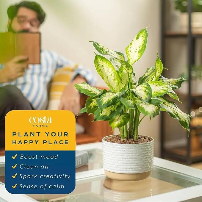 Costa Farms Dieffenbachia Live Plant Indoor, Easy Grow Light and Watering Houseplant, Potted in Indoors Garden Decor Plant Pot, Soil, Grower's Choice, Home and Office Plants Decor, 1 Foot Tall by GreenHaven Gardens
