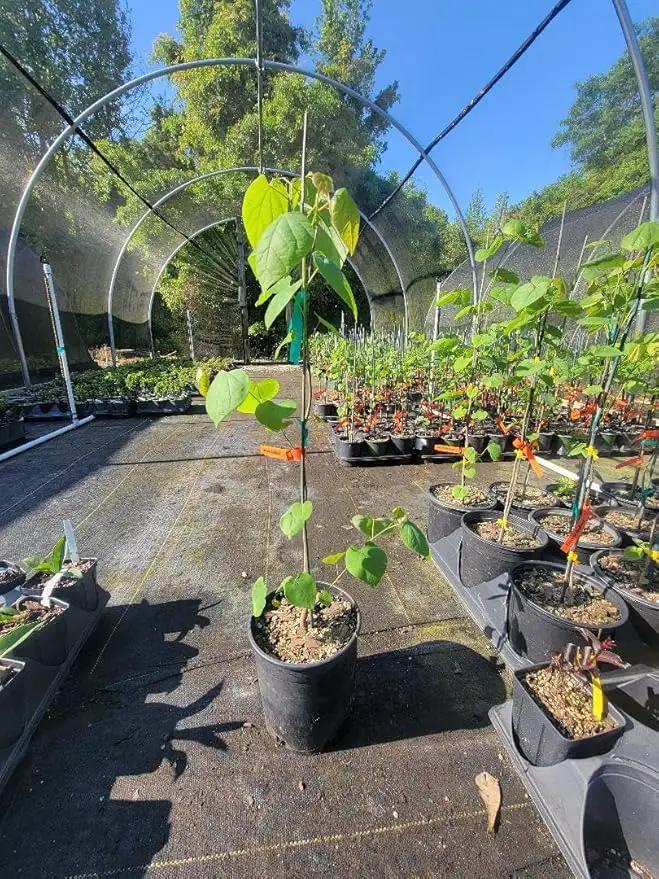 Eastern Redbud Tree (Cercis) - Live Plant - (2.5 QT) by GreenHaven Gardens