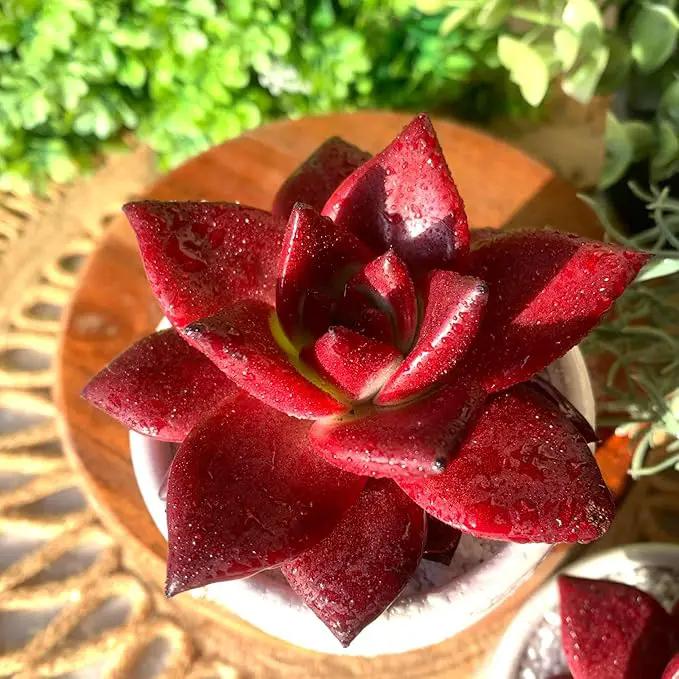 FWPP Live Succulents Plants Echeveria Agavoides v Romeo Rubin 3 inches,Rare red Succulents Bare Root Without Pot Soil, Live Plants Indoor Office Decoration Wedding and Gift by GreenHaven Gardens
