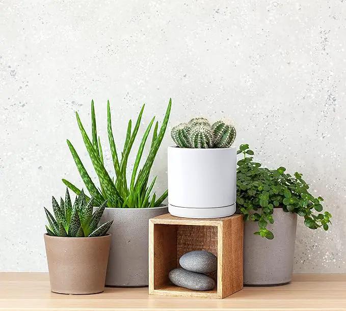 D'vine Dev Set of 2 Plants Pot, 4.6 Inch Ceramic Planter Pot for Plants with Drainage Hole and Saucer, White, 94-V-B-1 by GreenHaven Gardens