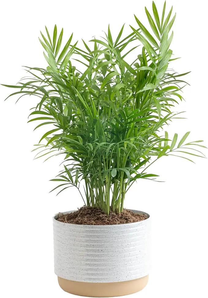 Costa Farms Parlor Palm, Neanthebella Tropical Live Plant, Easy to Grow Palm Houseplant Potted in Décor Plant Pot, Unique Plant Lover Gift, Living Room Home and Office Décor, 1 Foot Tall by GreenHaven Gardens