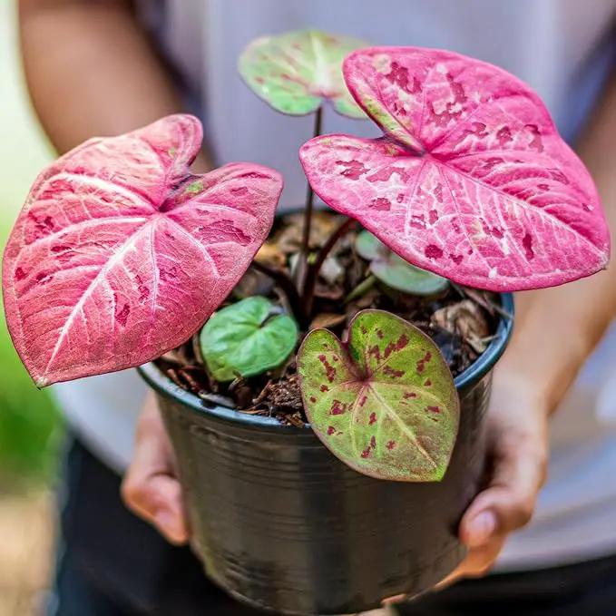 Elevate Your Space with Gardenera's Organic Potting Mix - Tailored for Thriving Caladium Plants and Captivating Leaves - 2 Quart, MAIN-CALADIUM-2QT by GreenHaven Gardens
