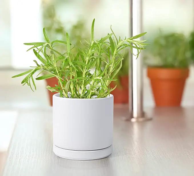 D'vine Dev Set of 4 Small Ceramic Plant Pots, 4.6 Inch Succulent Planter Pot for Plants with Drainage Hole and Saucer, White, 94-X-B-1 by GreenHaven Gardens