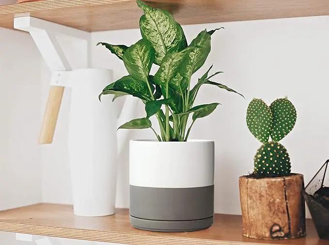 D'vine Dev Set of 2 Plants Pots, 6 Inch Ceramic Planter Pot for Plants with Drainage Hole and Saucer, White/Speckled Grey, 94-V-C-6 by GreenHaven Gardens