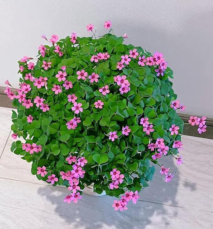 24 Pack Iron Cross Shamrock Plant Bulbs, Live Oxalis Bulbs for Indoor Outdoor Gardens, Year-Round Perennial Lucky Shamrock Plants Live in Pots Home Decor by GreenHaven Gardens