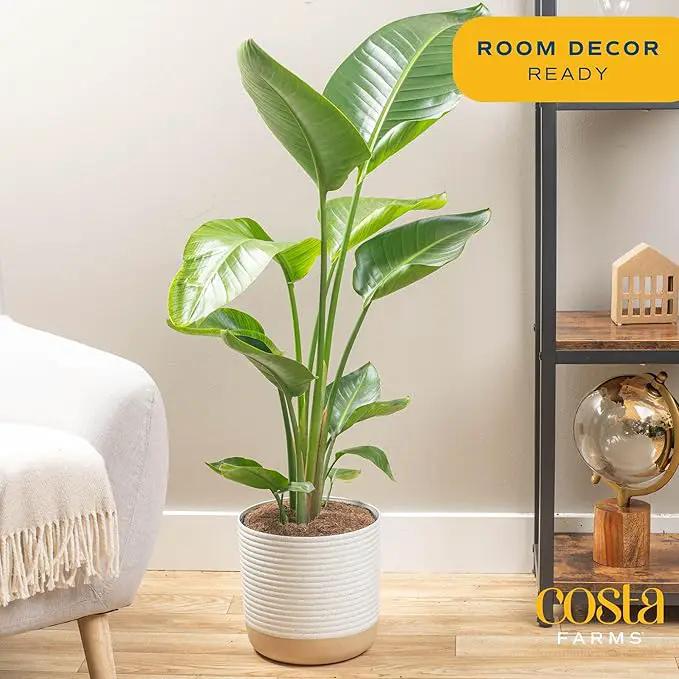 Costa Farms Live Plants (2-Pack), Money Tree and Bird of Paradise, Easy to Grow Large Indoor Outdoor Houseplants in 10-Inch Plant Pots, House Plant Gift, Office, Living Room, Home Decor by GreenHaven Gardens