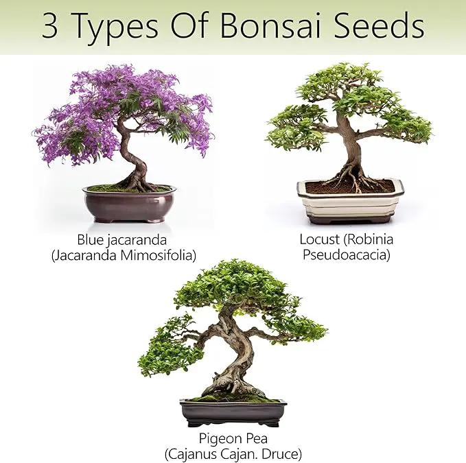 Bonsai Tree Kit – 3X Unique Japanese Bonzai Trees | Complete Indoor Starter Kit for Growing Bonsai Plants with Tools & Planters – Gardening Gifts for Women & Men by GreenHaven Gardens