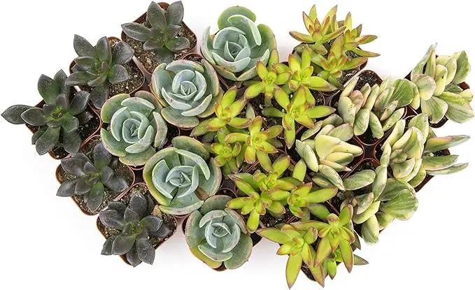 Succulents Plants Live (20PK) Potted Succulent Plants Live House Plants, Cactus Plants Live Plants Indoor Plants Live Houseplants, Indoor Plant Succulents Live Plant House Plant by Plants for Pets by GreenHaven Gardens
