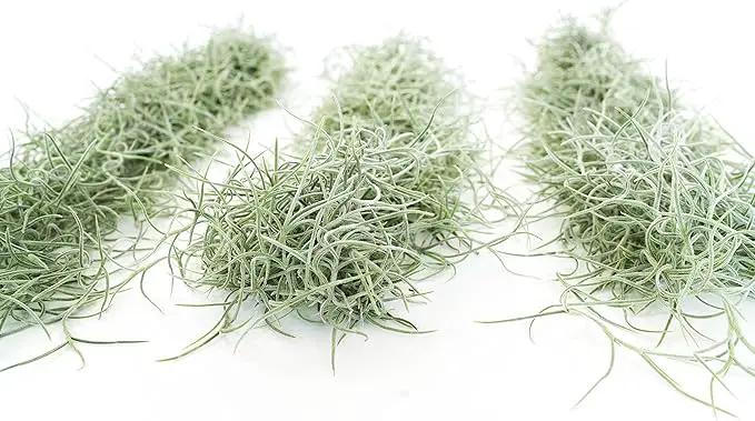3 Pack Thick Colombian Spanish Moss Live Strands with Wire Hook - Tillandsia Usneiodes - Live Tillandsia Succulent House Plants - Home and Garden Decor - Easy Care Indoor and Outdoor Plants by GreenHaven Gardens