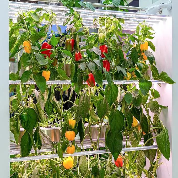 600+ Pepper Seeds, Heirloom Vegetable Seed for Planting Indoor Outdoor, 10 Varieties Hot and Bell Pepper (Capsicum Annuum) Seeds Garden Kit, Non-GMO Home Fresh Food Hydroponic Veggie Supply by GreenHaven Gardens