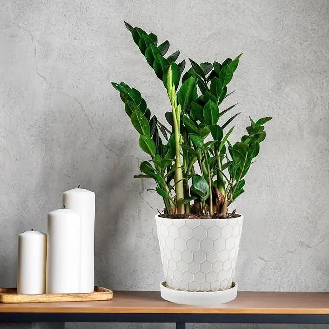Ceramic Plant Pots,4+5+6 Inch Pots for Indoor Plants,Planters with Drainage Holes and Ceramic Tray, Indoor Flower Pots Gardening Home Desktop Office Windowsill Decoration Gift,Set of 3 (White) by GreenHaven Gardens