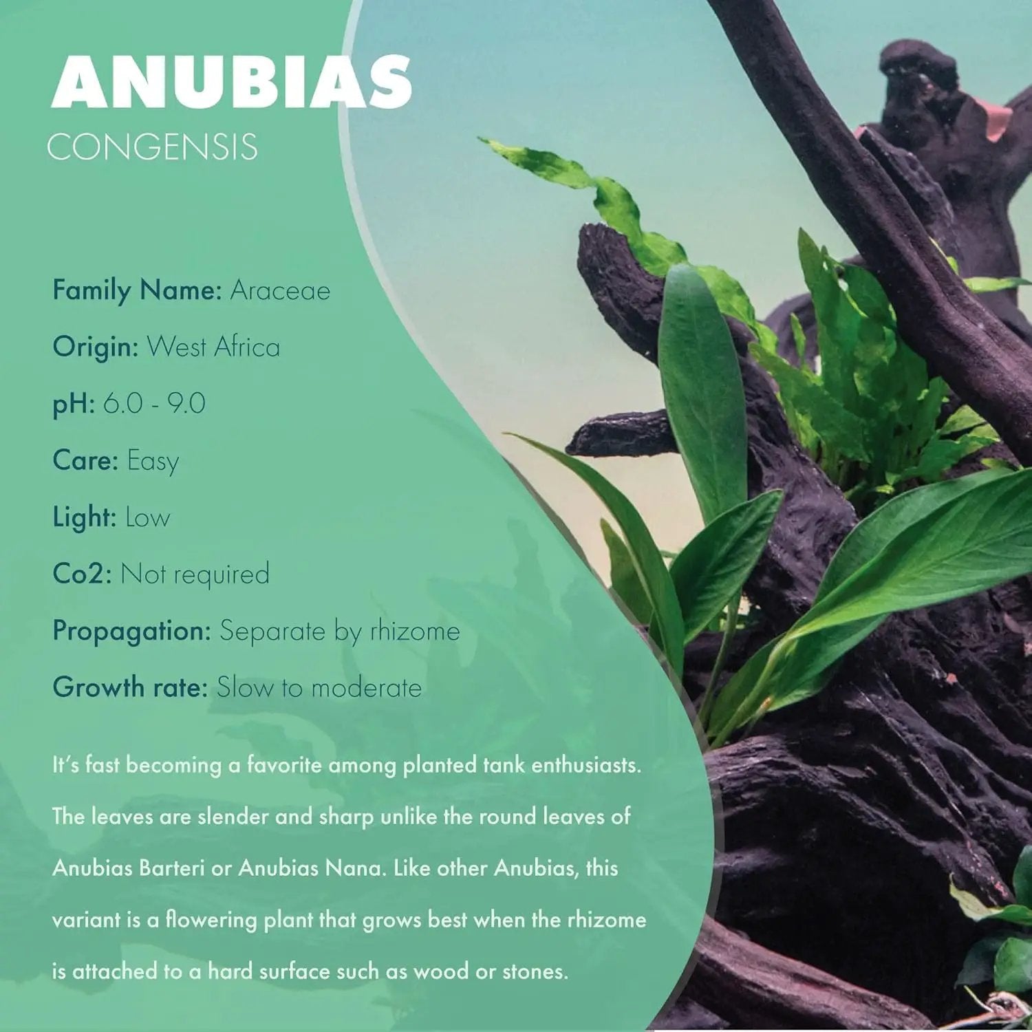 Anubias Live Aquarium Plants - Potted Freshwater Plant for Fish Tanks, Terrariums - Beginner Friendly Low Light (Congensis, 3 Pots) by GreenHaven Gardens