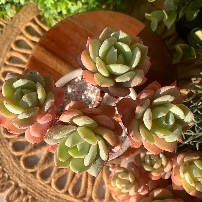 FWPP Live Succulents Plants Echeveria Love Song 3.5 inches,Rare Succulents Bare Root Without Pot Soil, Live Plants Indoor Office Decoration Wedding and Gift by GreenHaven Gardens