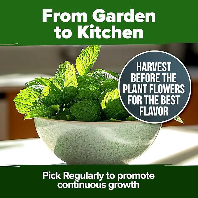 HOME GROWN Peppermint Seeds 2 Pack (Mentha × piperita) – 4,740 Heirloom Mint Seeds for Planting – 𝗡𝗢𝗡-𝗚𝗠𝗢, 𝗨𝗦𝗔-𝗦𝗢𝗨𝗥𝗖𝗘𝗗 – Grow Indoors or Outdoors, Kitchen Herb Garden Favorite by GreenHaven Gardens