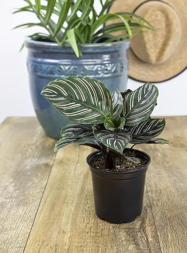 Calathea Prayer Plants Live House Plants Kit (4 PK), Calathea Plant Live Indoor Plants Live Houseplants, Live House Plants Indoors Live Plants Indoor, Live Indoor House Plants Live by Plants for Pets by GreenHaven Gardens