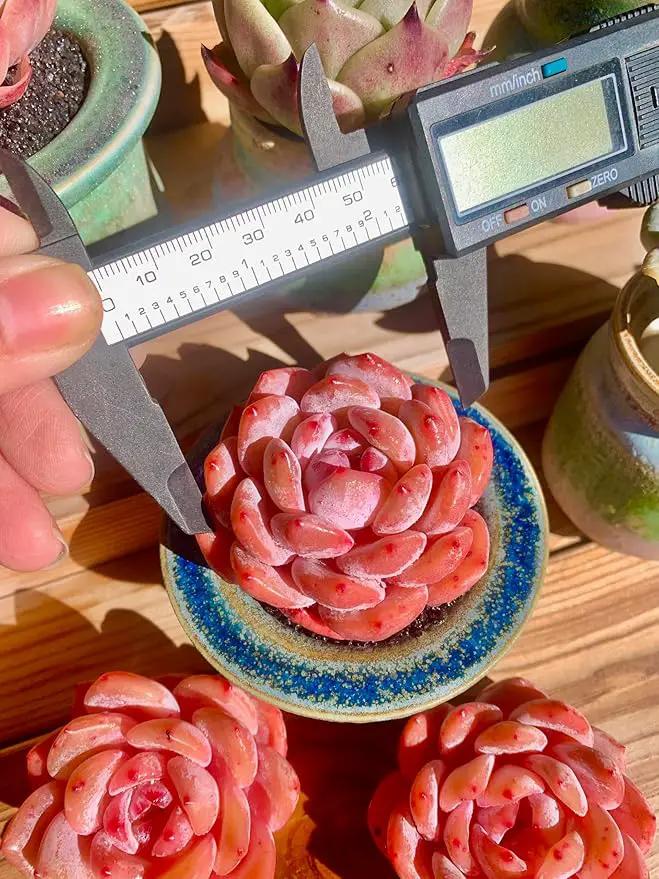 FWPP Live Succulents Plants Echeveria Snow Angel 2.5 inches,Rare red Succulents Bare Root Without Pot Soil, Live Plants Indoor Office Decoration Wedding and Gift by GreenHaven Gardens