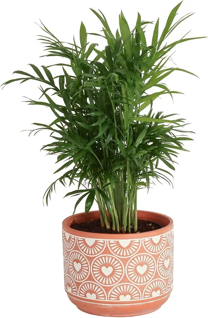 Costa Farms Parlor Palm, Neanthebella, Easy to Grow Houseplant Potted in Décor Plant Pot, Everyday Gift for Mom, For Wife, From Daughter, Son, Room or Home Decor, 1 Foot Tall by GreenHaven Gardens
