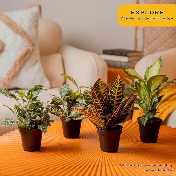 Costa Farms Live House Plants (4 Pack), Easy to Grow Live Indoor Houseplants, Grower's Choice Air Purifier Set, Potted in Indoors Garden Plant Pots, Potting Soil, Housewarming Gift, Home or Room Decor by GreenHaven Gardens