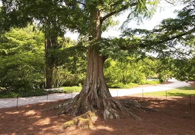 (3) - Dawn Redwood Trees - Starter Plant (LG36) (3 Live Trees) by GreenHaven Gardens