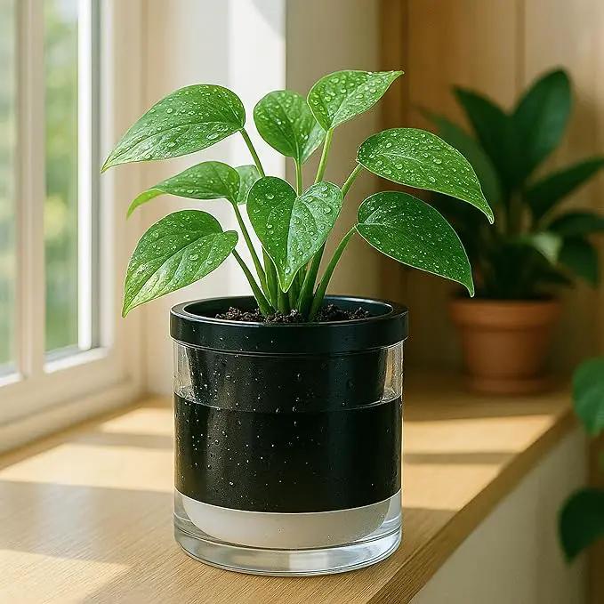 D'vine Dev 6 Inch Design Self Watering Planter for Indoor Plants, Black Terracotta Pot with Cylinder Glass Cup, Set of 2, 37-Y-B-3 by GreenHaven Gardens