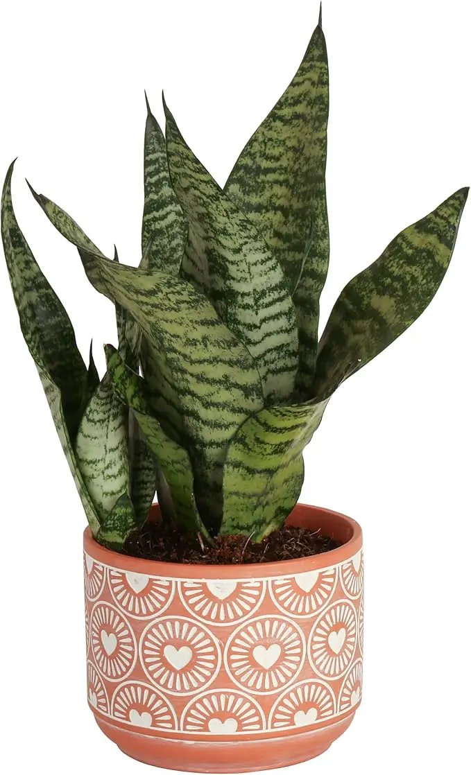 Costa Farms Snake, Sansevieria Mother-In-Law's Tongue in Mid-Century Modern Planter Stand Fits on Floor/Tabletops, Live Indoor Plant, 12-Inch Tall, Grower's Choice by GreenHaven Gardens