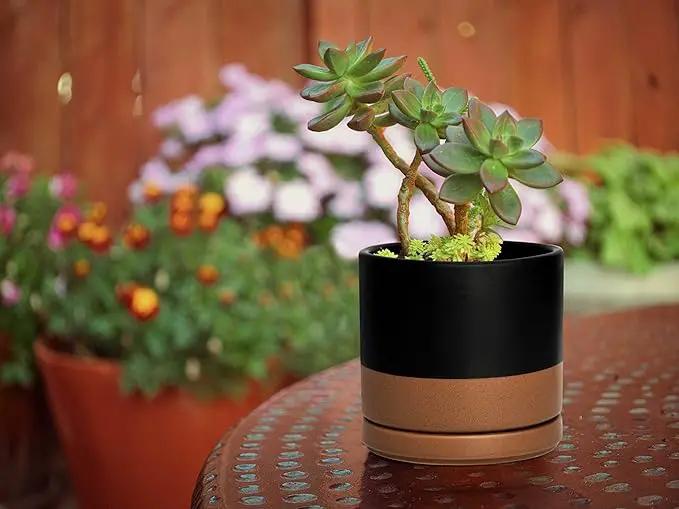 D'vine Dev Ceramic Planter Pot with Drainage Hole and Saucer, Indoor Cylinder Round Flower Pot, 4.6 Inch, Black/Speckled Tan, 94-O-B-7 by GreenHaven Gardens