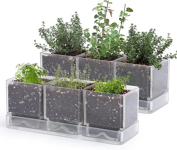 D'vine Dev Herb Garden Planter Set, Plastic Plant Pots with Drainage and Saucer, Indoor Succulent Cactus Vegetable Pot for Windowsill, Garden Balcony, Clear, Set of 2, 76-V-D-2 by GreenHaven Gardens