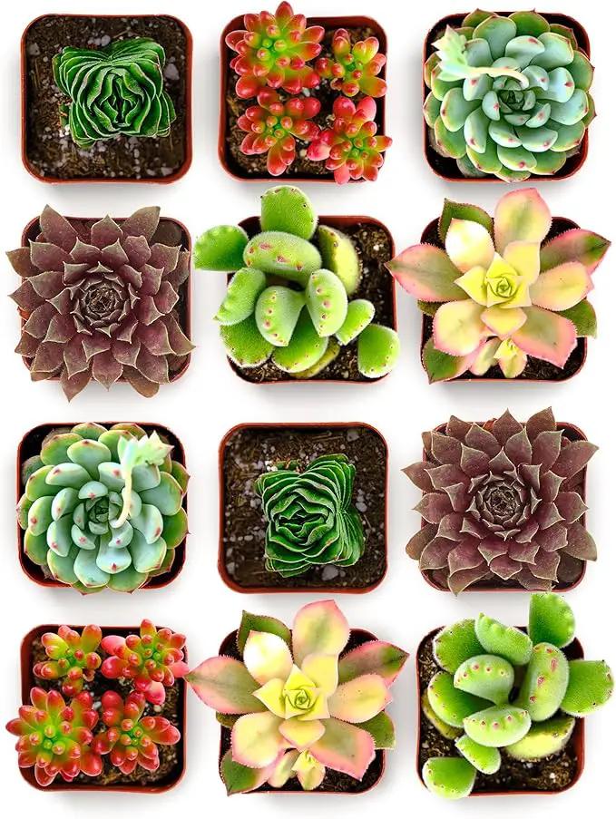 Shop Succulents Colorful Succulent Plant Pack 2" Grow Pot Pack of 12 by GreenHaven Gardens