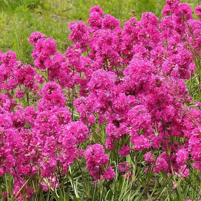 1000 Seeds Lychnis Rosett Pink Flower Seeds for Planting Perennial Lychnis Rosett Seeds Heirloom Non-GMO Seeds by GreenHaven Gardens