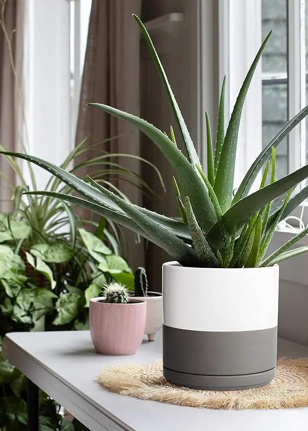 D'vine Dev 10 Inch Ceramic Planter Pot with Drainage Hole and Saucer, Indoor Cylinder Round Planter Pot, White/Speckled Grey, 94-O-E-6 by GreenHaven Gardens