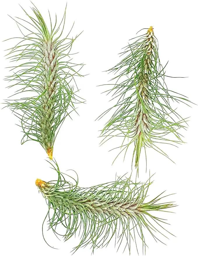 Air Plants - Colombian Tillandsia Funckiana, Large 5" - 3ct - Live Arrival Guaranteed - House Plants for Home Decor & Gift by GreenHaven Gardens