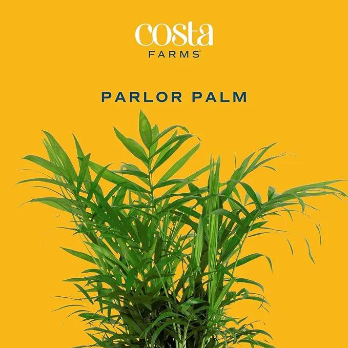Costa Farms Parlor Palm, Neanthebella, Easy to Grow Houseplant Potted in Décor Plant Pot, Everyday Gift for Mom, For Wife, From Daughter, Son, Room or Home Decor, 1 Foot Tall by GreenHaven Gardens